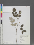 Rubus incanus Sasaki ex Liu & Yang յa_l