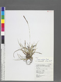 Carex urelytra Ohw...