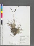Carex urelytra Ohwi G