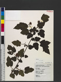 Rubus taitoensis H...