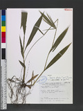 Setaria plicata (Lam.) T. Cooke 皺葉狗尾草
