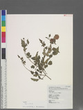 Rubus rosifolius J. E. Smith 刺苺
