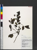 Rubus hirsutus (Ha...