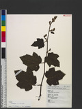 Rubus tephrodes Hance var. setosissimus Koidz.