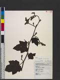 Rubus tephrodes Hance var. setosissimus Koidz.