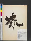 Rubus parviaraliifolius Hayata 小梣葉懸鉤子