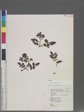Rubus croceacanthus H. Levl C