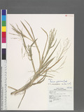Panicum paludosum Roxb. 水生黍