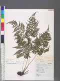 Athyrium iseanum Rosenst. 細葉蹄蓋蕨