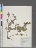 Rubus rosifolius J. E. Smith У