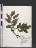Rubus fraxinifolius Poir. var. kotoensis (Hayata) Koidz. Na_l