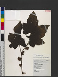 Rubus reflexus Ker Gawl. var. hui (Diels ex Hu) F. P. Metcalf L�