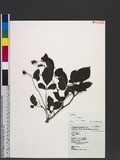 Rubus hirsutus (Ha...