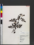 Rubus parvifraxinifolius