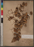 Dioscorea japonica...