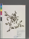 Rubus croceacanthus H. Le'vl C