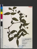 Rubus linearifoliolus Hayata a_l