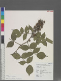Rubus parviaraliifolius Hayata pպa_l