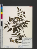 Rubus linearifoliolus Hayata a_l