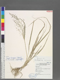 Eragrostis ferruginea (Thunb.) P. Beauv. 
