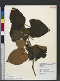 Rubus flagelliflorus Focke ex Diels tca_l