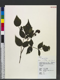 Rubus parviaraliifolius Hayata pպa_l