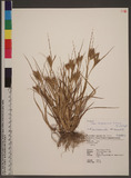 Carex alopecuroide...