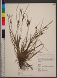 Carex leucochlora Bunge Cʯ