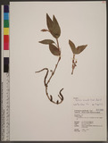 Hetaeria anomala (Lindl.) Rchb. f. 圓唇伴蘭