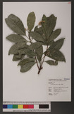 Acronychia pedunculata (L.) Miq. u