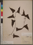 Dioscorea japonica Thunb. s