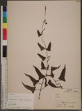 Dioscorea japonica Thunb. s