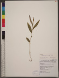 Cephalanthera alpicola Fukuyama sY