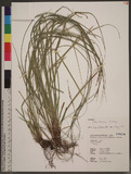 Carex brunnea Thunb. 