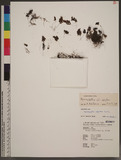 Hymenophyllum wrightii v. d. Bosch ܤF