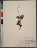 Goodyera reticulata Blume
