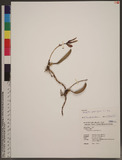 Bulbophyllum pingtungense S.S. Ying ̪F