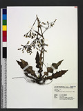 Ixeridium laevigatum (Blume) J. H. Pak & Kawano M˯