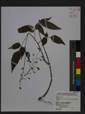 Desmodium laxum DC. subsp. leptopus (A. Gray. ex Benth.) H. Ohashi ӱs½