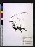 Schoenoplectus lineolatus (Franch. & Sav.) T. Koyama 