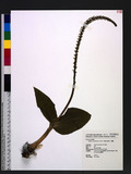 Malaxis monophyllos (L.) Sw. 阿里山穗花一葉蘭
