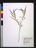 Dendrobium leptoclandum Hayata Ӳ۱