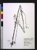Conyza canadensis (L.) Cronq. var. pusilla (Nutt.) Cronq.