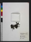 Microgonium bimarginatum v. d. Bosch e߳渭߿