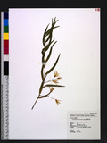 Dendrobium leptocl...