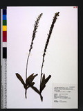 Peristylus calcaratus (Rolfe) S. Y. Hu 貓鬚蘭