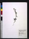 Swertia arisanensis Hayata s
