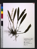 Liparis viridiflora (Bl.) Lindl. }Ϧ