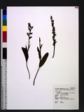 Platanthera mandarinorum Reichb. f. subsp. pachyglossa (Hayata) T. P. Lin & K. Inoue pB