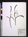 Herminium lanceum (Thunb. ex Sw.) Vuijk var. longicrure (C. Wight) Hara Ӹsll